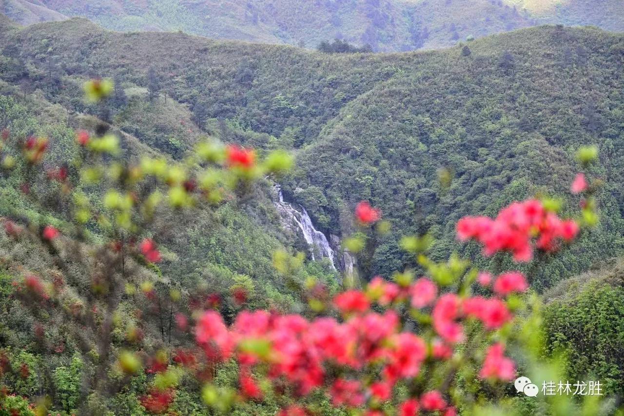 广西龙胜小南山:杜鹃花开遍地红