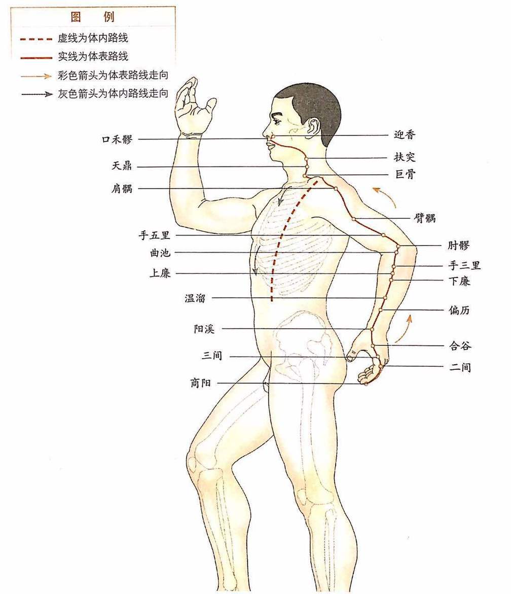 手阳明大肠经,肠道和皮肤健康的指示灯(详解)