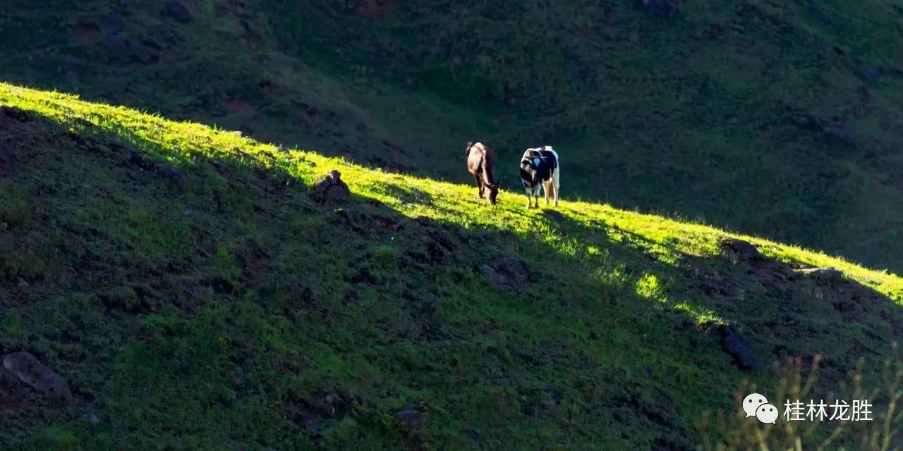 广西龙胜小南山:杜鹃花开遍地红