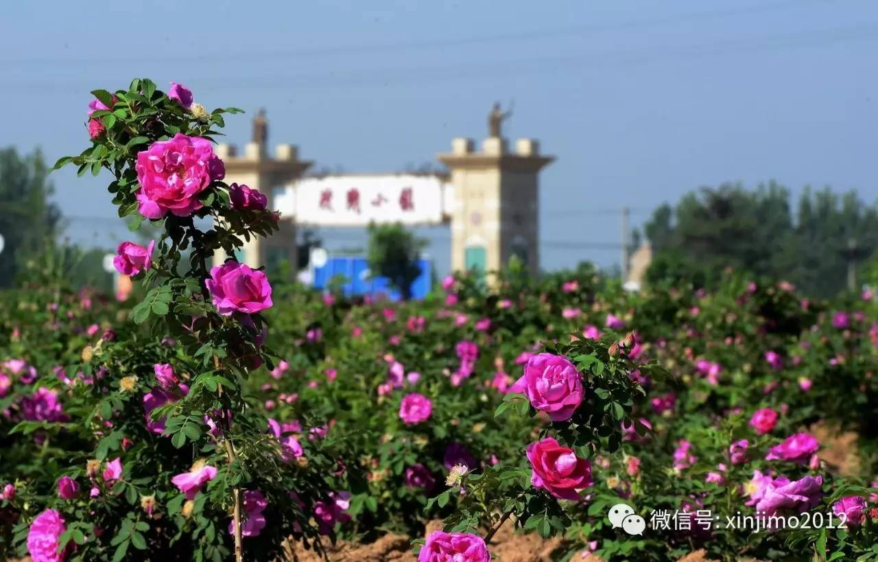 @爱花人 南京玫瑰节开幕，八百余种玫瑰迎来盛花期等您来赏！_新华报业网