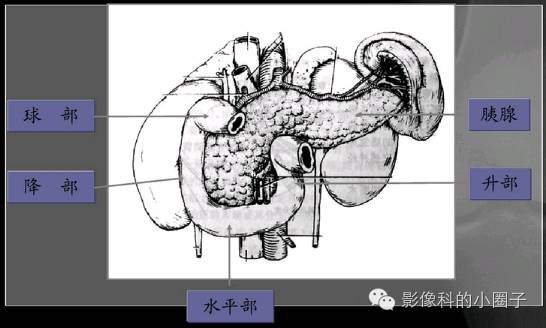 小肠影像解剖及分组