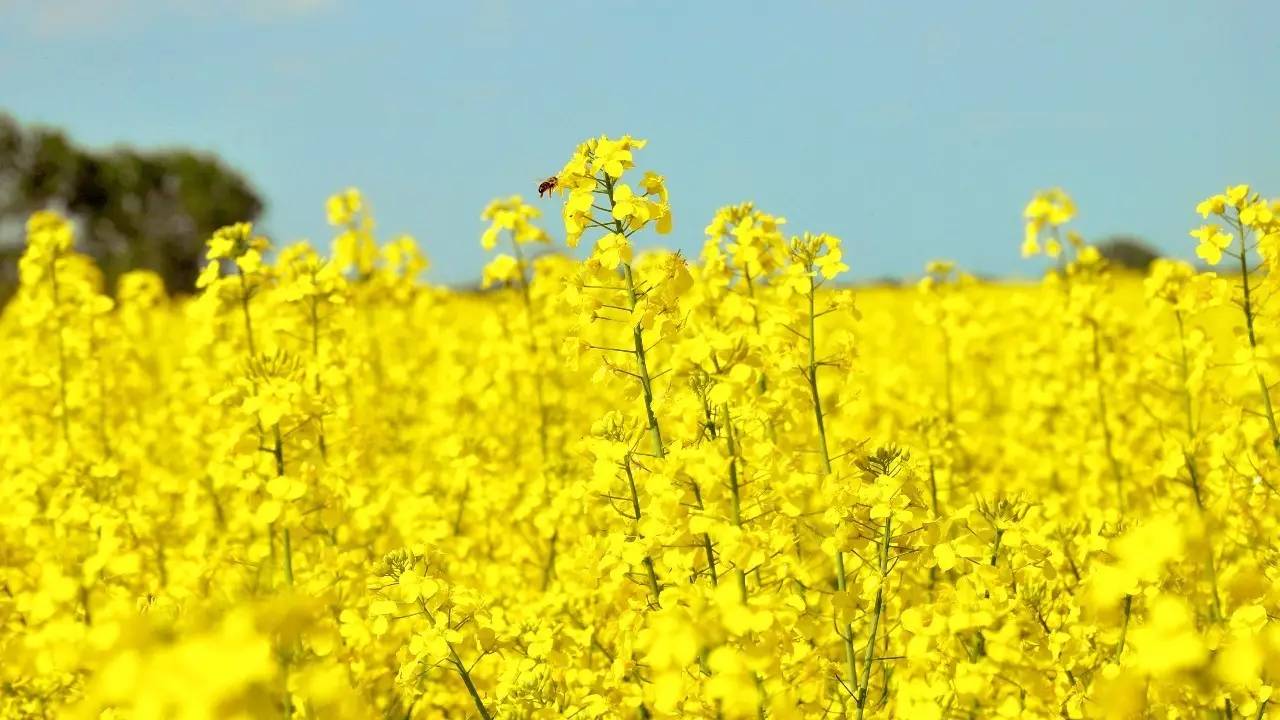 小镇福利丨给你一个免费游玩油菜花海的机会