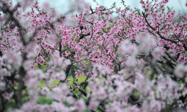 ▼ 阳山桃花源