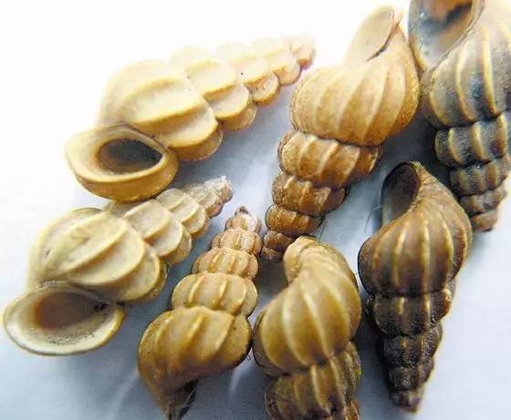 钉螺是血吸虫病传播的 中间宿主,一般在 3-11月份,只要接触含有尾蚴