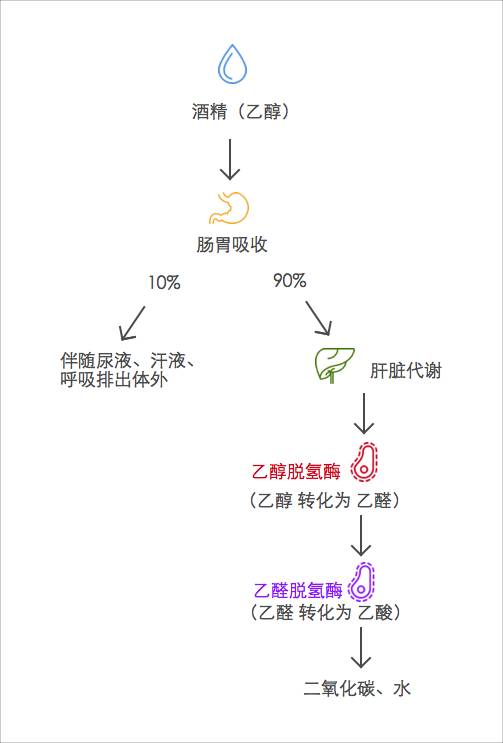 揭秘:为什么有的酒喝了会上头,有的酒不会?