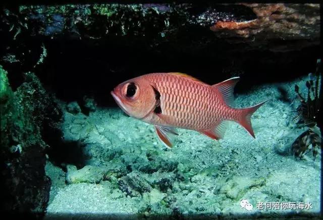 他们是典型的领航鱼(随着大鱼群游,捡大鱼剩下的食物,大型水族馆可以