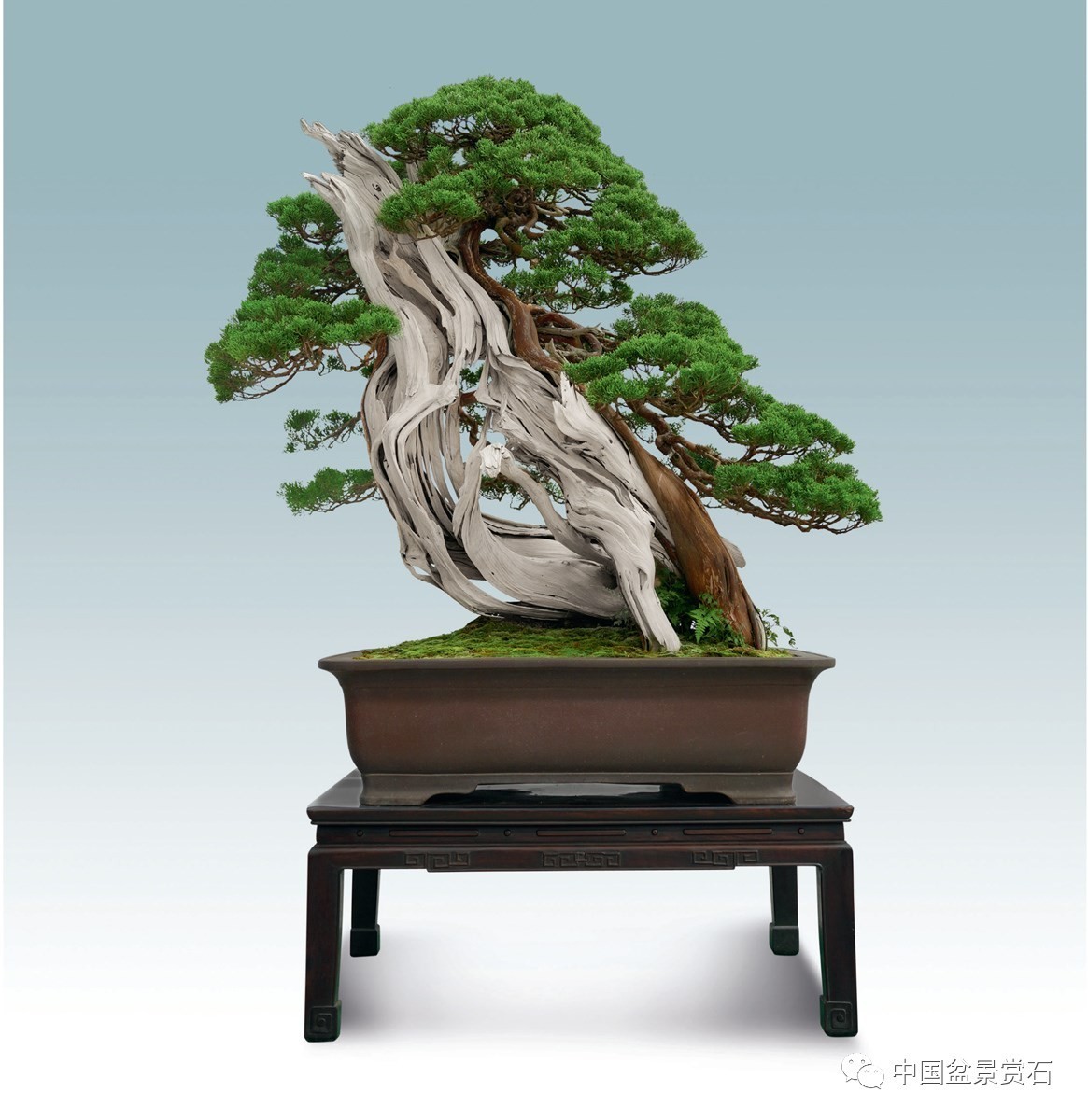 高170cm 如皋花木大世界藏品  2016中国唐苑第四届唐风盆景展二等金奖