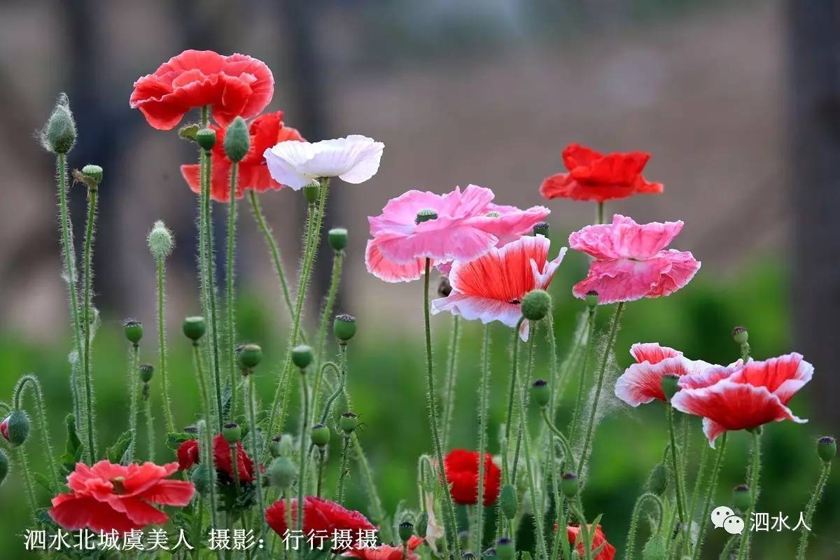 虞美人花色彩娇艳,姿态葱秀,袅袅娉娉,因风飞舞,俨然彩蝶展翅,引人