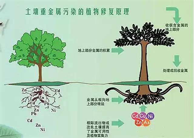 重金属污染土壤的植物修复技术研究进展