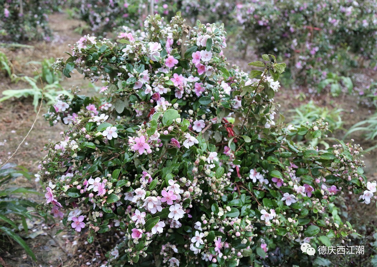 官圩竟然有一个捻子花王国!一遍粉红雪花的画面,重现