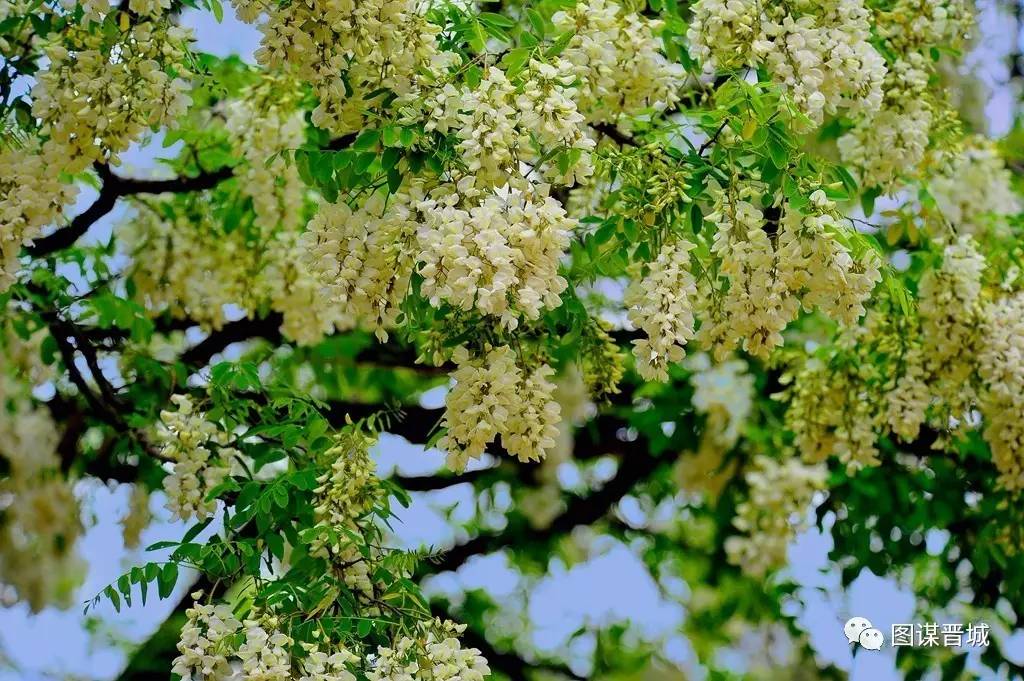 沁水槐花节喊你领奖了!