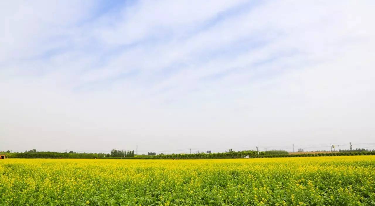 临淄附近也有油菜花了,周末天气晴好,关键还免费!约吗?