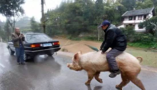 【牛鬼】农村两父子不骑摩托不开车,出行全靠一神骑