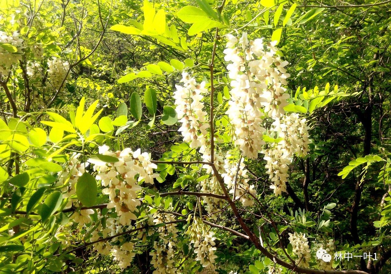 暮春时节槐花香