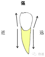 或近似三角形的卵圆形横断面的形态牙颈部水平上颌侧切牙上颌中切牙