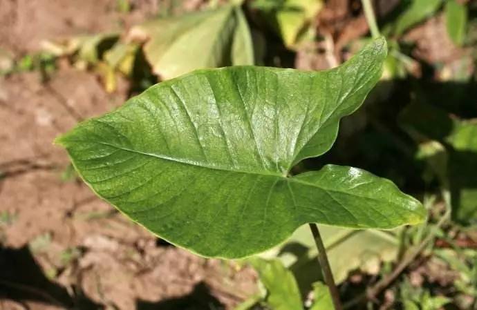 【神草36味】独角莲的功效