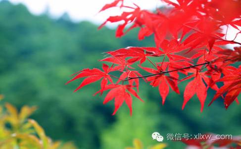 【每月一惠】泰兴红枫节太湖湿地靖江滨江花园酒店含餐二日(原价299