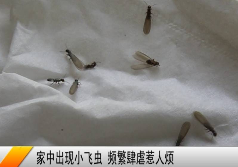 芜湖一家庭突遭飞虫袭击密密麻麻专家说千万别喷杀虫剂不然后果很严重