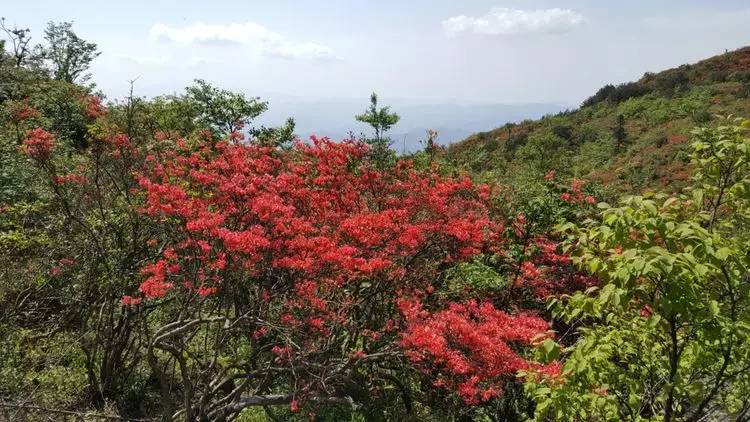 铜鼓惊现500亩杜鹃古树群【震撼】1000岁杜鹃王!