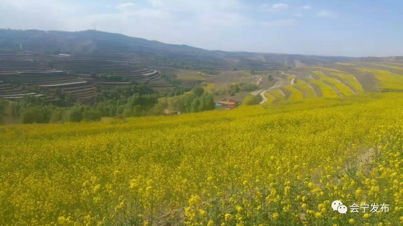 会宁县中川镇大墩梁村的油菜花开了_搜狐旅游_搜狐网