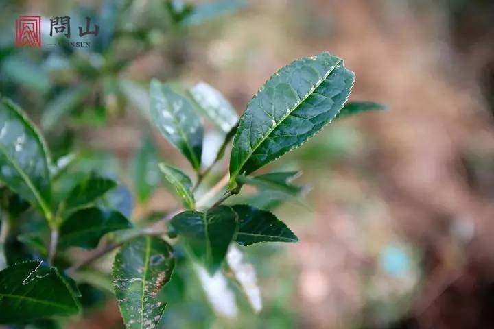 鸠坑种是中国首批审定的国家级茶树良种,始于东汉,盛于唐,兴于宋