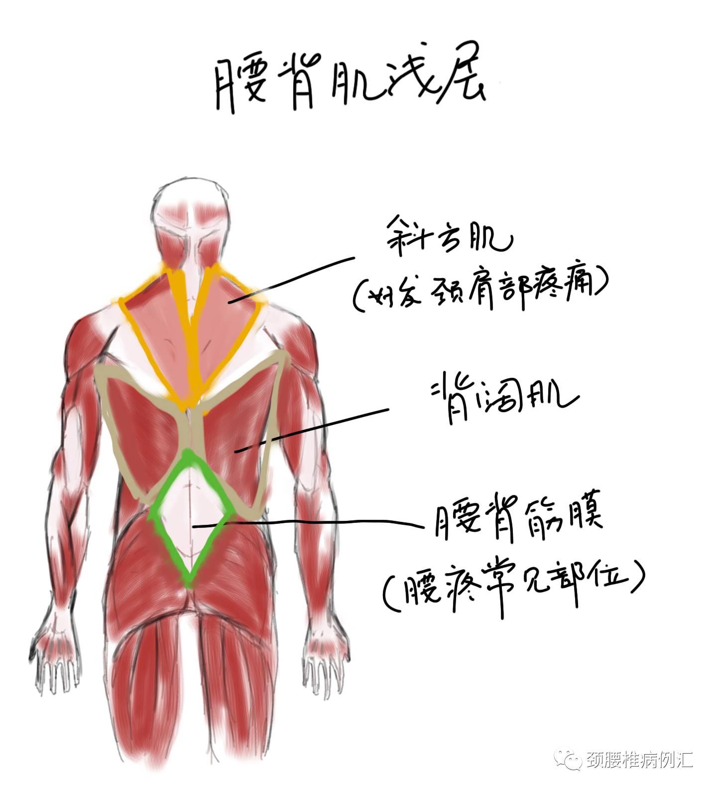 把浅层肌肉揭开,看看深层