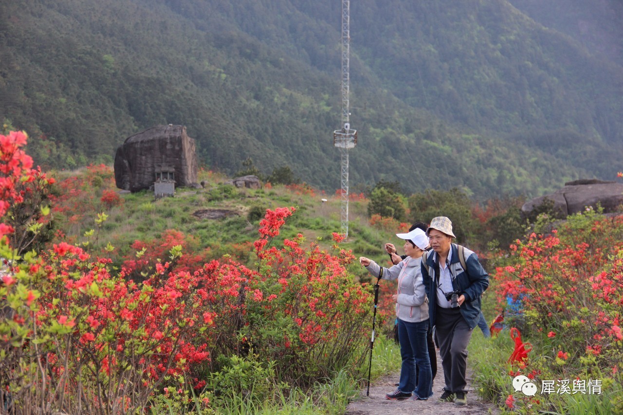 寿宁仙岩赏日出杜鹃漫山红附视频