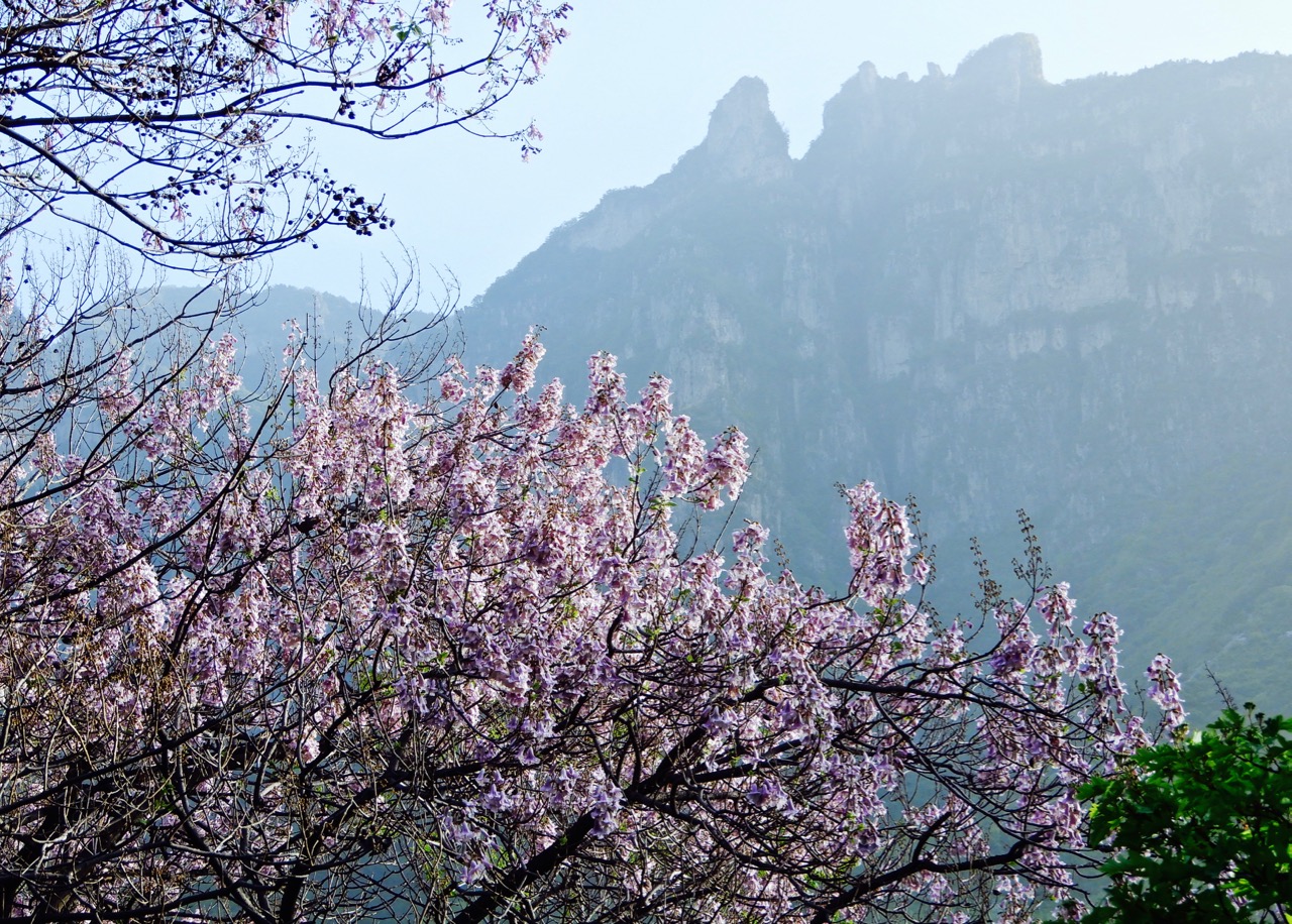 太行山脉桐花凤 <wbr>三生三世桐花香