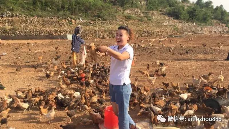 直击:林州城里美女回农村抓鸡,结果被鸡耍了.