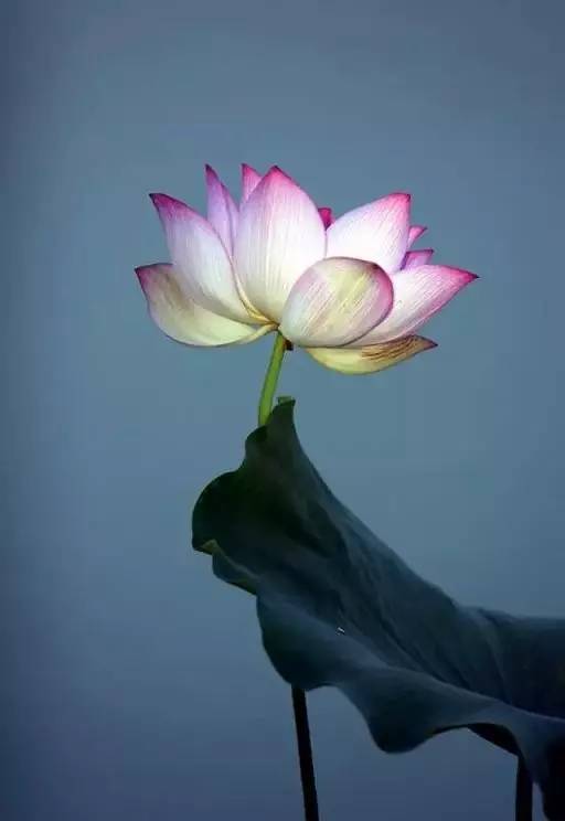 桃园野菊|善良,一朵心灵之花