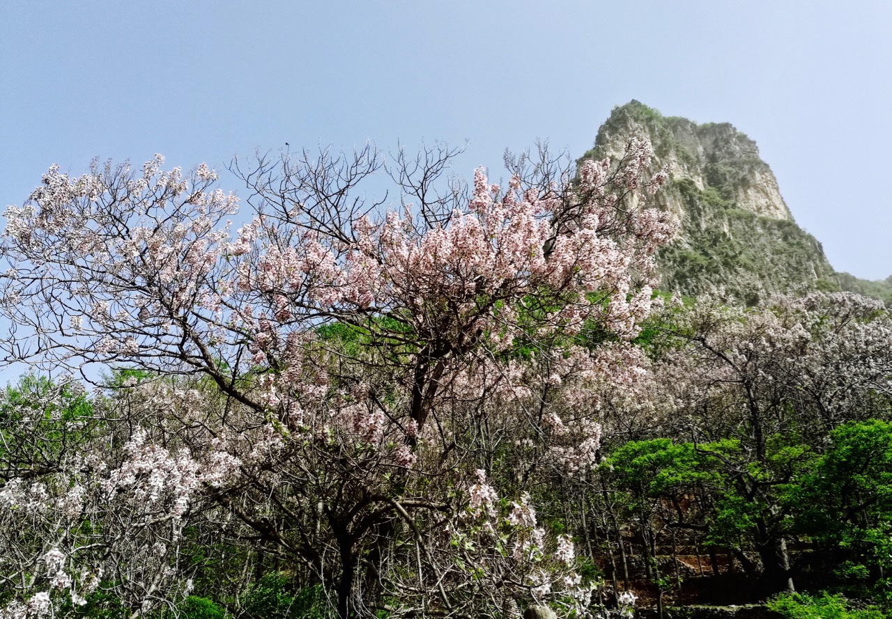 太行山脉桐花凤 <wbr>三生三世桐花香