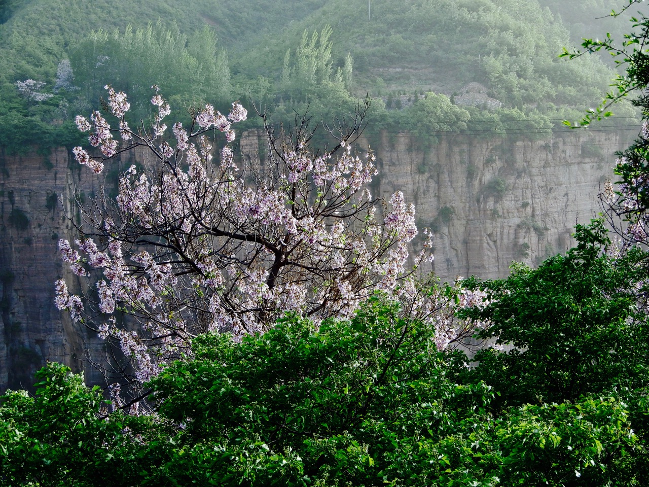 太行山脉桐花凤 <wbr>三生三世桐花香