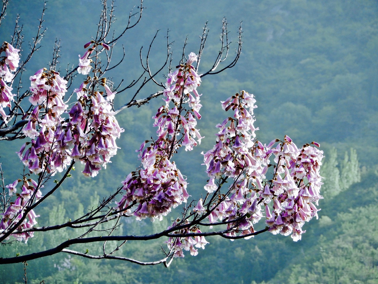 太行山脉桐花凤 <wbr>三生三世桐花香