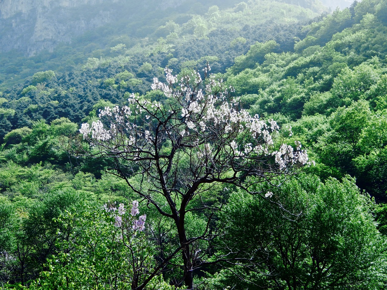 太行山脉桐花凤 <wbr>三生三世桐花香