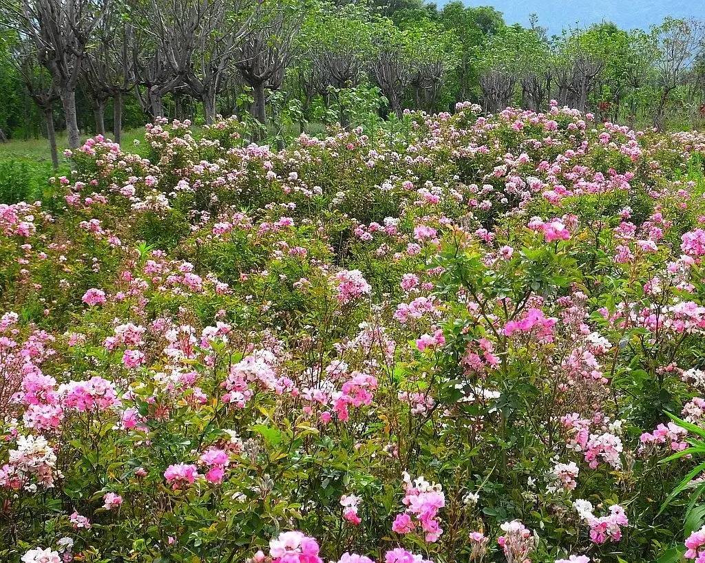 美呆了!西昌花海