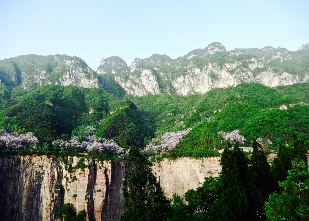 太行山脉桐花凤 <wbr>三生三世桐花香