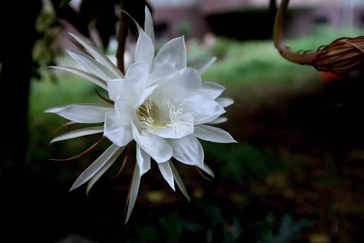 昙花很美,美在一瞬间,短暂且永恒.