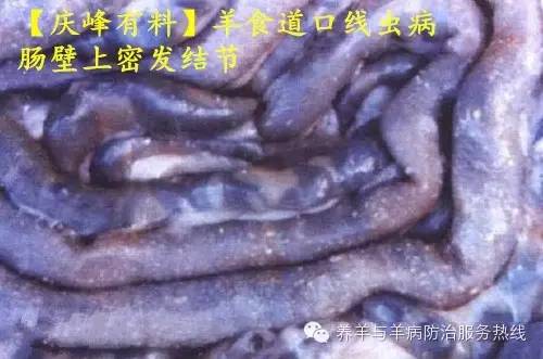 宠物 正文 绦虫病是莫尼茨绦虫,曲子宫绦虫及无卵黄腺绦虫寄生于绵羊