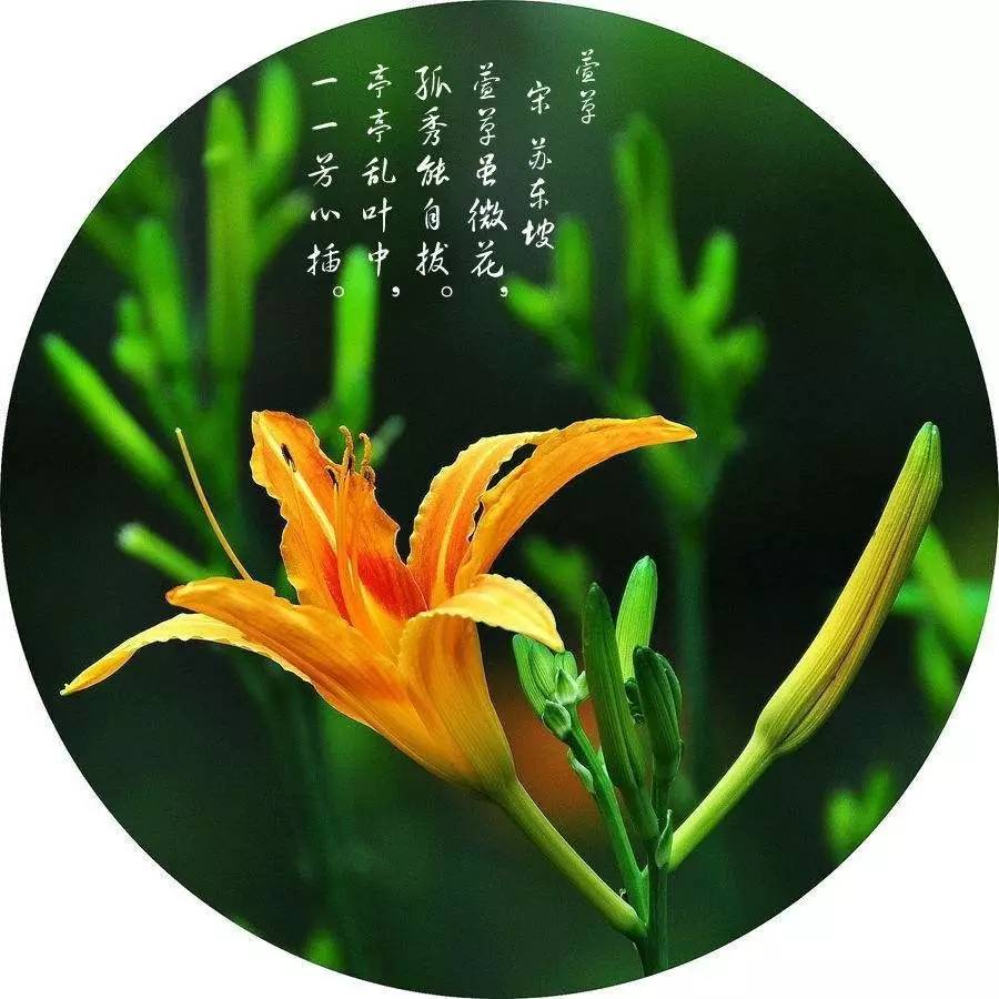 节日|今朝风日好,堂前萱花草——祝所有母亲节日快乐