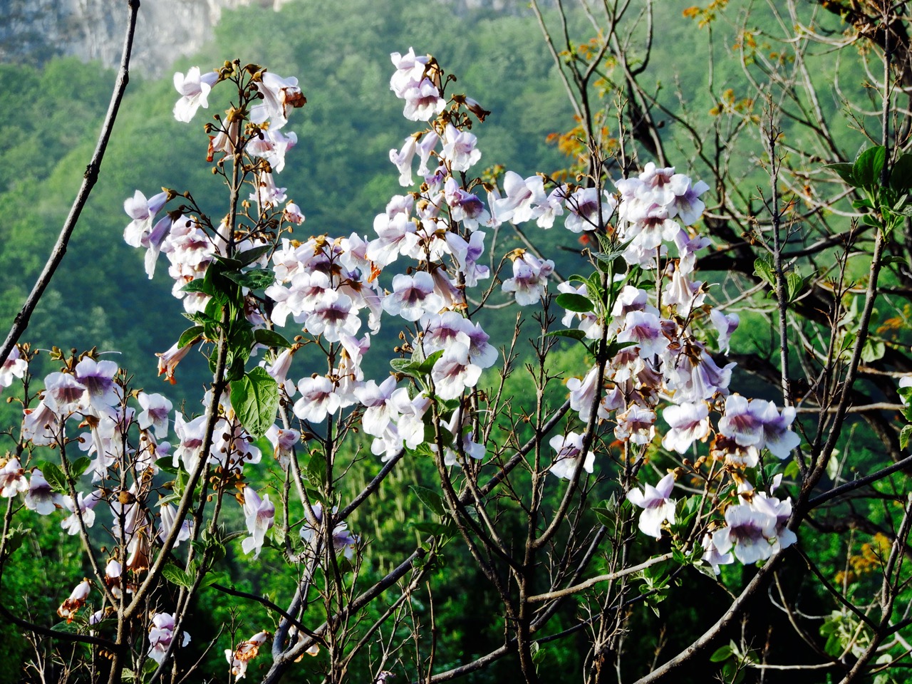 太行山脉桐花凤 <wbr>三生三世桐花香