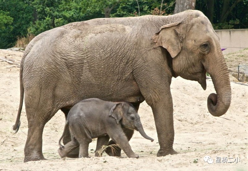 小象陪着大象妈妈悠闲地散步.小长颈鹿悄悄地对妈妈说"妈妈,我爱您!