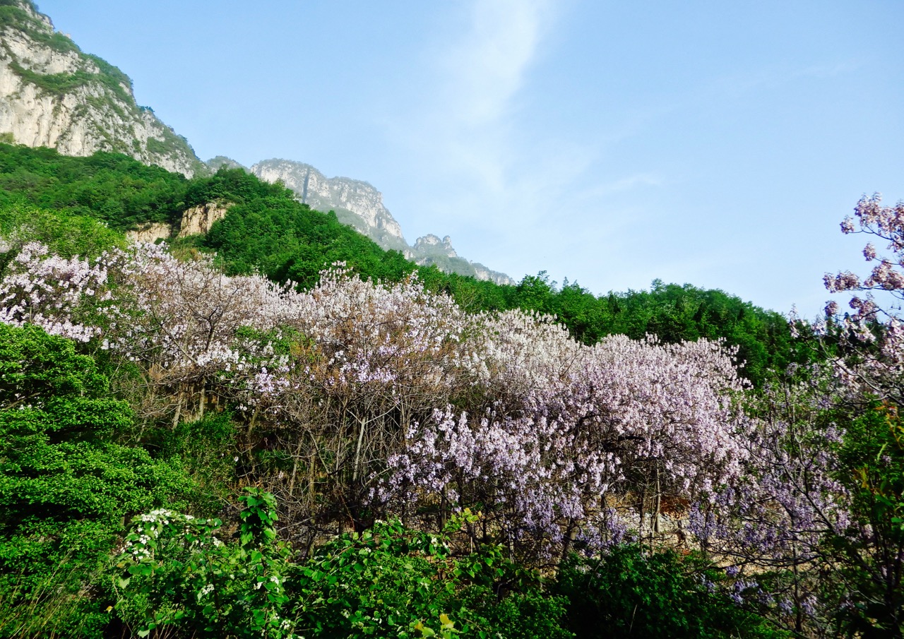 太行山脉桐花凤 <wbr>三生三世桐花香