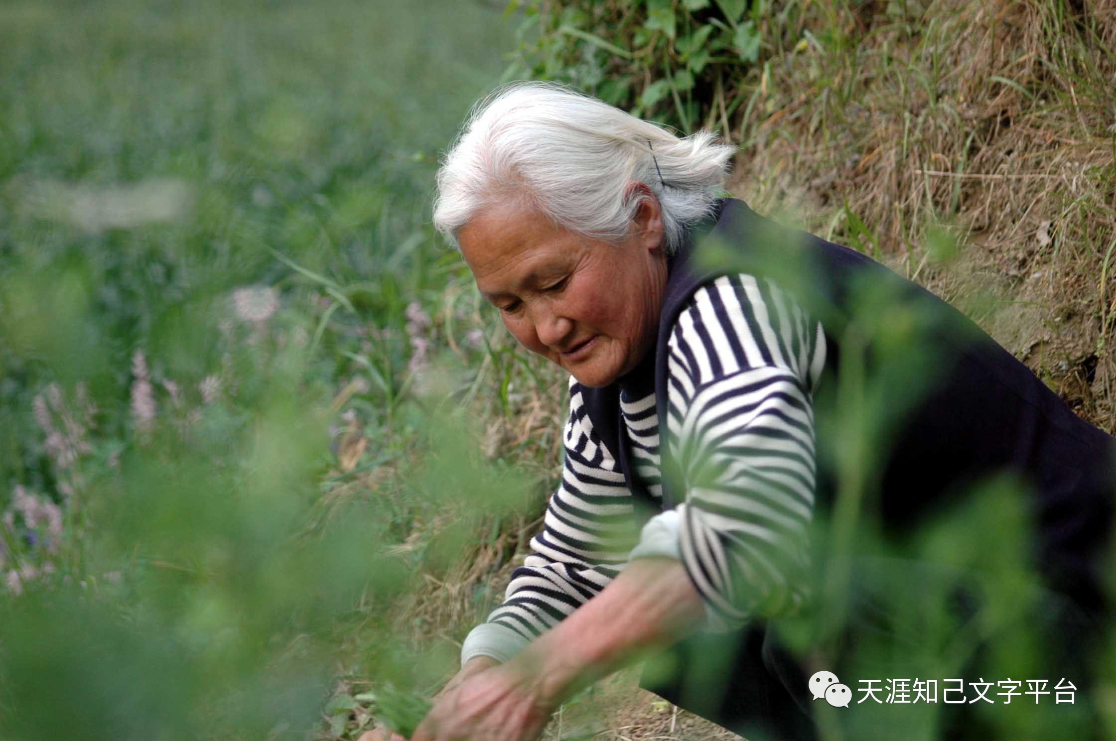 【母亲节诗文】梅儿诗歌《风,扬起妈妈的白发》【第320期~图文3】