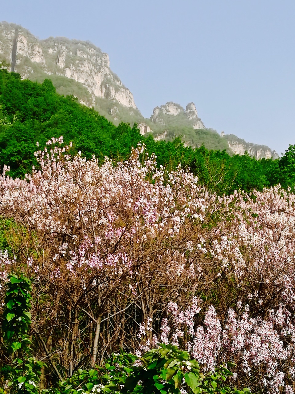 太行山脉桐花凤 <wbr>三生三世桐花香