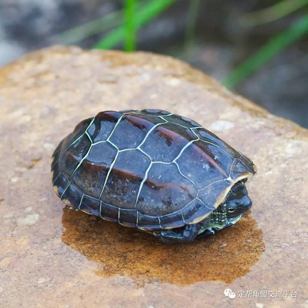 草龟龟苗的饲养方法