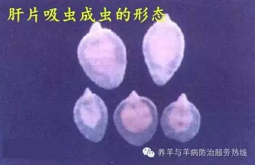 羊常见寄生虫病图片收藏