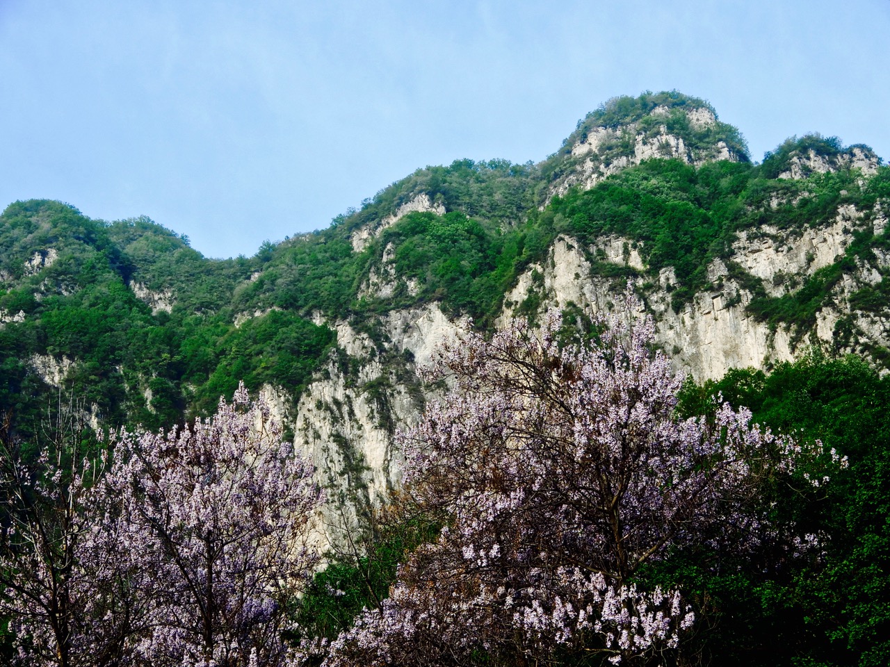 太行山脉桐花凤 <wbr>三生三世桐花香