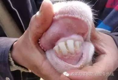我国有经验的农牧民这样鉴定羊的年龄,"一岁始换牙,两岁一对牙,三岁
