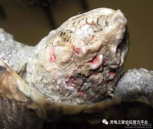 乌龟的纤维瘤与疥疮病