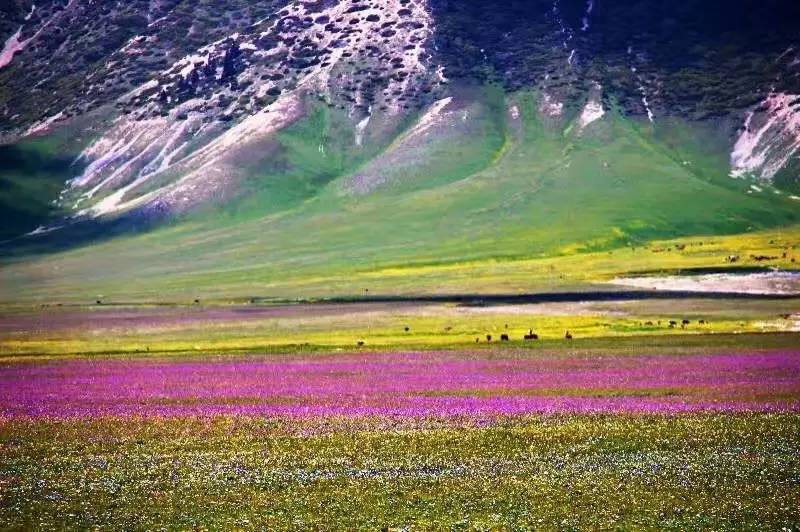 花海发现之旅』赛里木湖-昭苏-喀拉峻草原-巴音布鲁克八日游(暑假排期